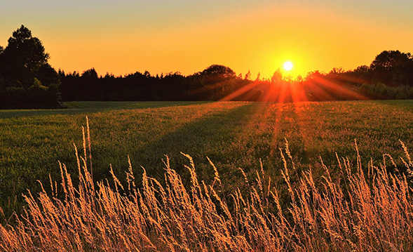 a sunset over a field of tall grass