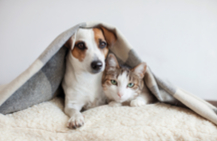 dog and cat under a blanket